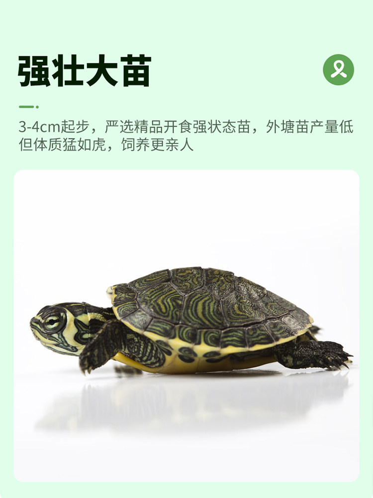 乌龟中华草龟金钱龟活体龟苗水景观赏宠物长寿龟镇宅招财玄武神兽,淘宝优惠券,粉丝福利购,淘宝优惠卷