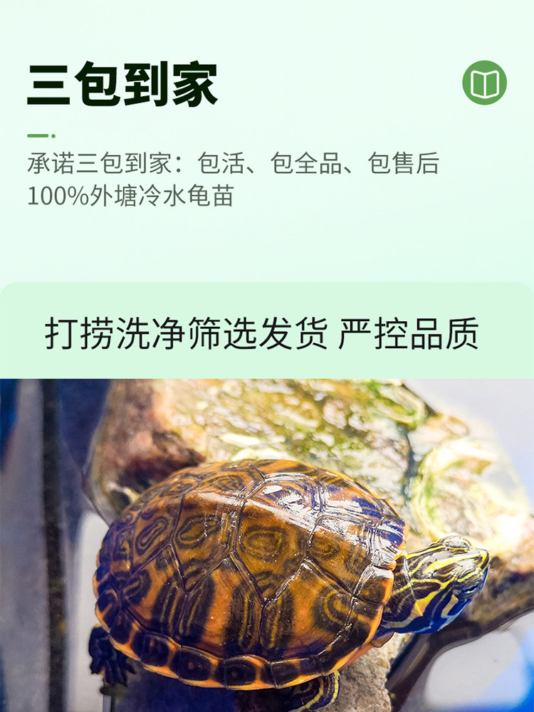 乌龟中华草龟金钱龟活体龟苗水景观赏宠物长寿龟镇宅招财玄武神兽,淘宝优惠券,粉丝福利购,淘宝优惠卷