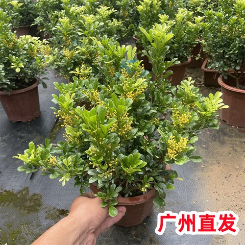 米兰盆栽带花苞带香味四季常青开花不断庭院花园植物花卉树苗绿植 - 图0