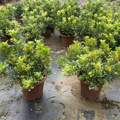 米兰盆栽带花苞带香味四季常青开花不断庭院花园植物花卉树苗绿植 - 图1