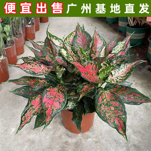 大如意盆栽皇后万年青花卉办公室内绿植净化空气客厅办公桌植物 - 图0
