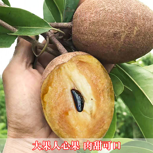 四季人心果苗嫁接大果庭院盆栽仁心果树人参果吴凤柿带果树苗地栽 - 图0