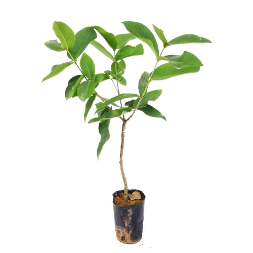 黑金刚 黑糖芭比莲雾嫁接苗 大叶红 水果盆栽地栽果树苗庭院种植 - 图3