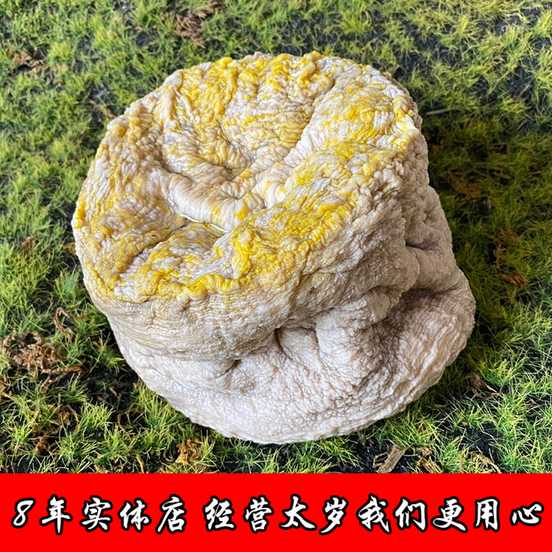 【头部像一朵盛开的菊花】肉灵芝整体野生2.8斤肉十分结实-图0