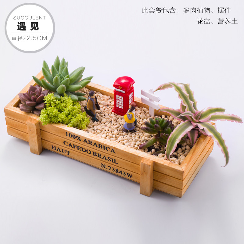 多肉植物木盒拼盘肉肉套餐带盆带土 热品库 性价比省钱购