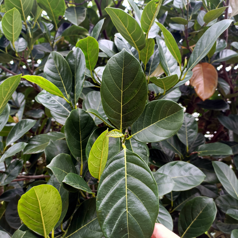 菠萝蜜叶子现摘新鲜叶子广东茂名特产树菠萝叶片嫩叶糍粑垫片包邮 - 图1