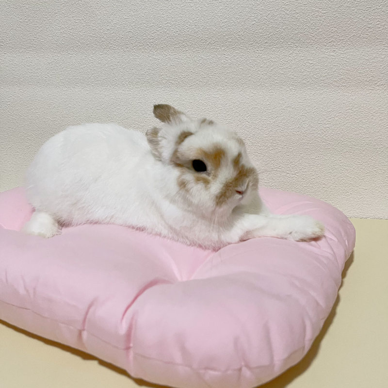 迷宠舍宠物地毯兔垫子四季通用加厚荷兰猪窝马卡龙色兔窝保护关节-图1
