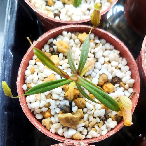 密花猪笼草食虫植物低地高地品种非常可爱漂亮的笼子原种 - 图0
