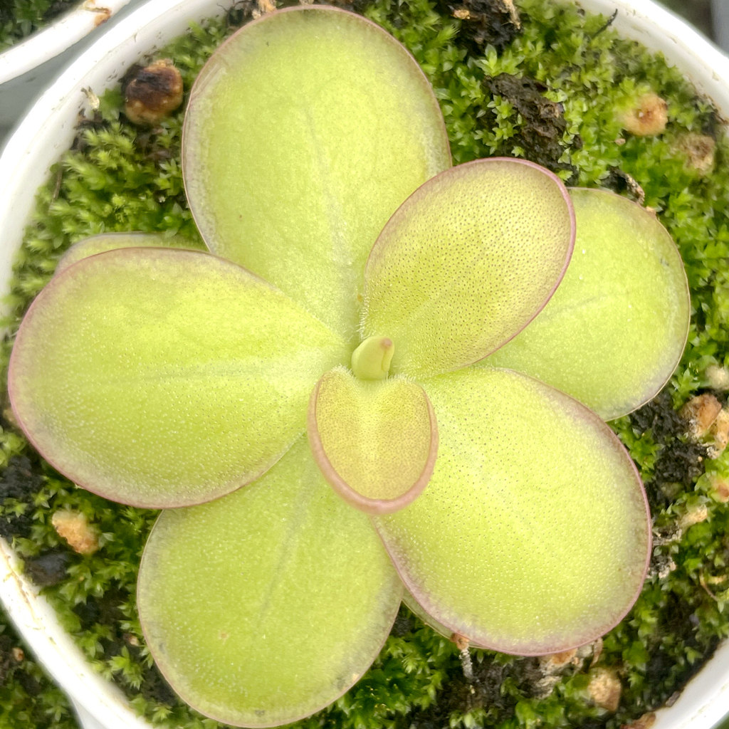 食虫植物立博瑞捕虫堇多肉食人花捕蝇草驱蚊草卧室喜阴花卉盆栽,淘宝优惠券,粉丝福利购,淘宝优惠卷