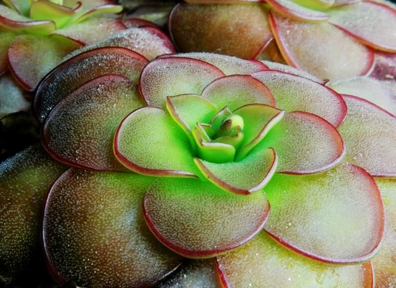 食虫植物立博瑞捕虫堇多肉食人花捕蝇草驱蚊草卧室喜阴花卉盆栽,淘宝优惠券,粉丝福利购,淘宝优惠卷