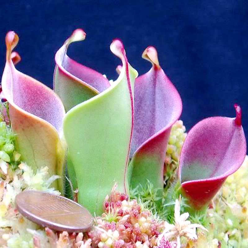 食虫植物小太阳瓶子草可爱萌物苔藓缸鱼缸造景微景观桌面花卉盆栽,淘宝优惠券,粉丝福利购,淘宝优惠卷
