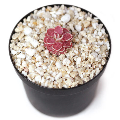 弗洛里捕虫堇多肉食虫植物食人花捕蝇草驱蚊草卧室花卉新手盆栽 虎窝淘