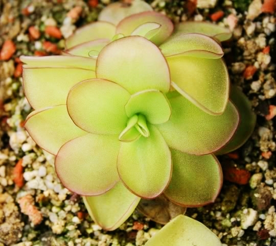 食虫植物立博瑞捕虫堇多肉食人花捕蝇草驱蚊草卧室喜阴花卉盆栽,淘宝优惠券,粉丝福利购,淘宝优惠卷