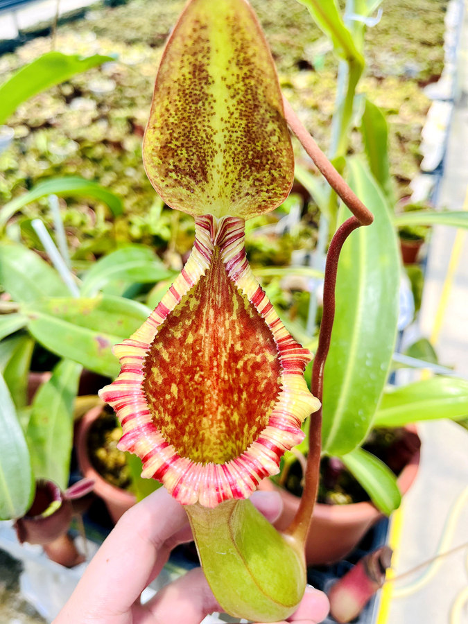 劳氏x红葫芦猪笼草Lowii x ventricosa LV食虫植物盆栽包邮黑精灵,淘宝优惠券,粉丝福利购,淘宝优惠卷