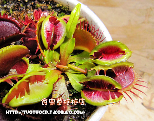 食虫植物模糊牙 捕蝇草 贝壳 三头犬 海神 镜像等 种好发货噢！ - 图1