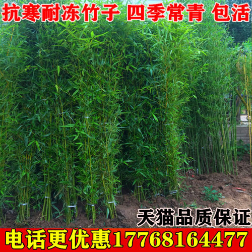 竹子苗庭院植物北方耐寒紫竹苗早园竹毛竹盆栽户外风景四季青竹苗-图0