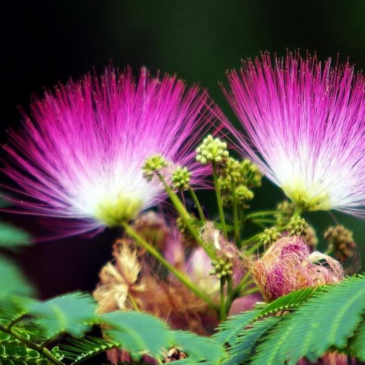 合欢树苗芙蓉树苗绒花树银叶金合欢花树苗树木庭院南北方种植盆栽 - 图2