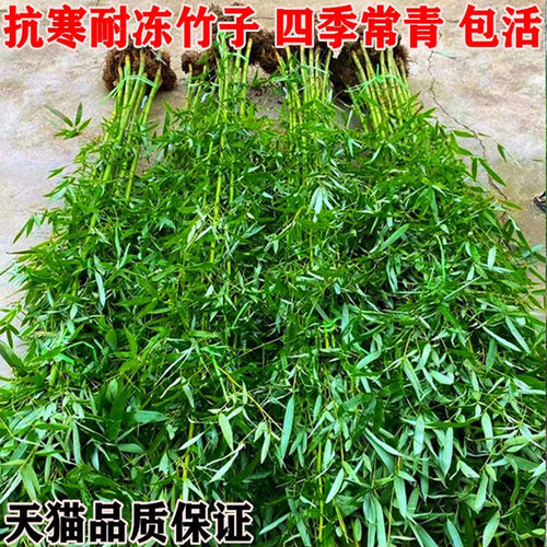 竹子苗庭院植物四季常青紫竹苗罗汉竹毛竹北方耐寒盆栽地栽竹子苗 - 图2