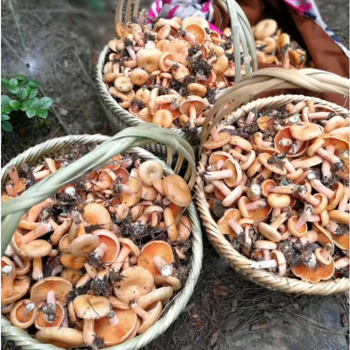 野生枞树菇乌枞菌三九菇寒菌枞树菌松树菌雁鹅树菇松菌重阳菌野菌 - 图2