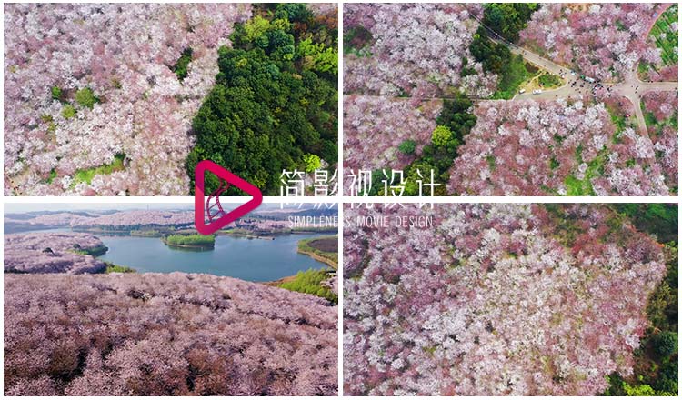 唯美盛开贵州平坝万亩樱花农场航拍城市樱花道樱花来了视频素材 - 图2