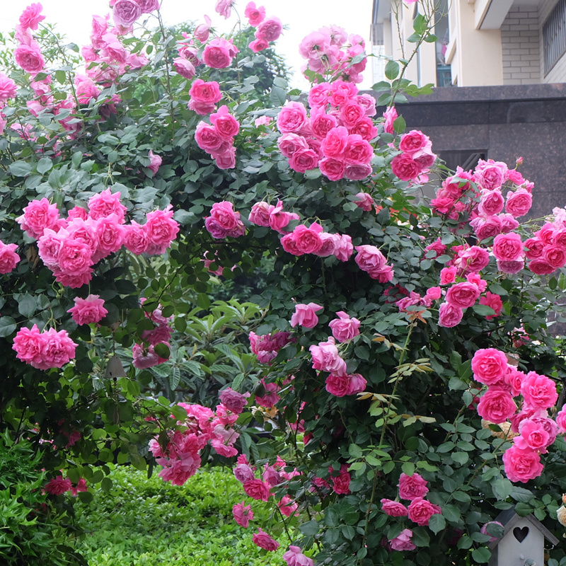 八匹马欧月藤本月季大游行大花浓香庭院阳台花卉爬藤植物蔷薇花苗 - 图1