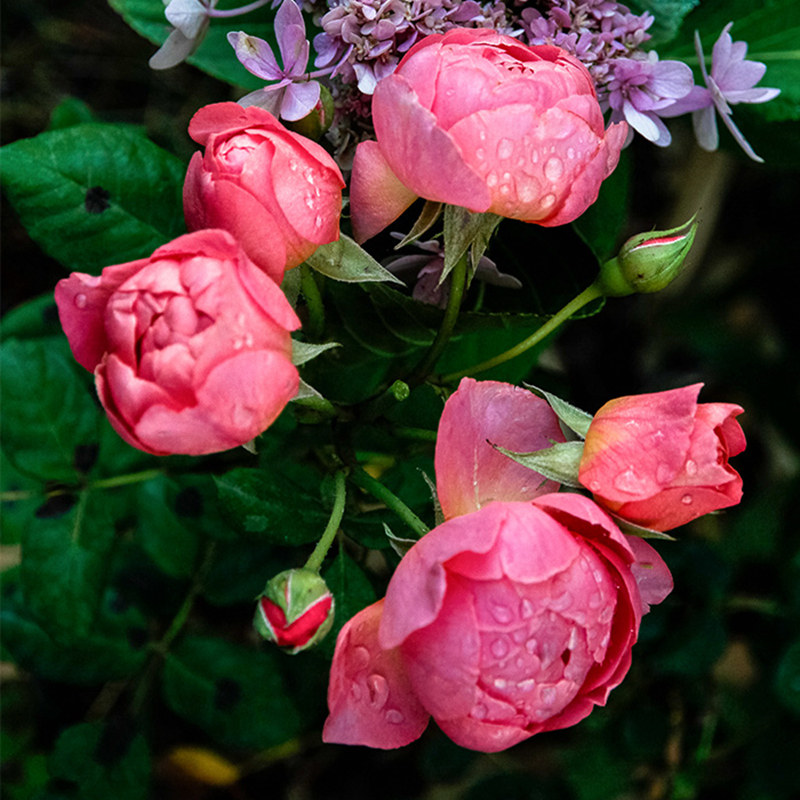 欧洲月季阿芒迪娜夏奈尔香奈尔灌木月季阳台浓香花卉庭院包邮 八匹马庄园旗舰店 淘优券