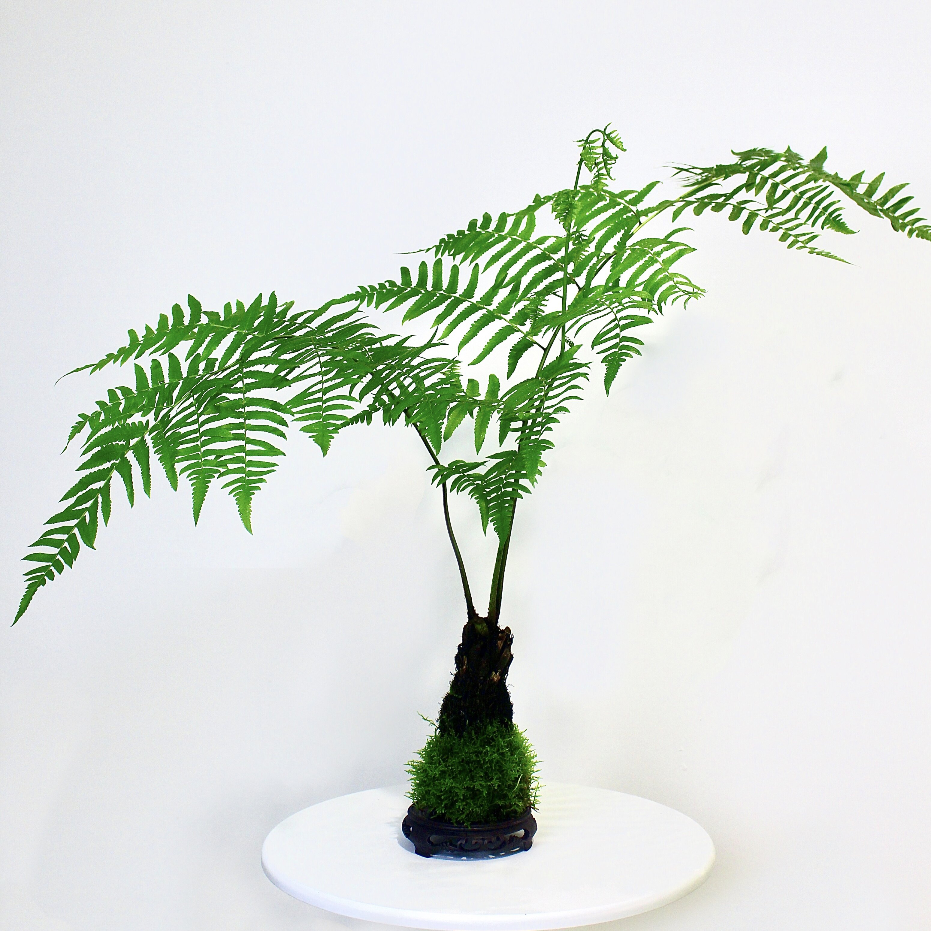 浮檀蕨苔玉球苔藓球蕨类植物绿植一叶蕨大型盆栽盆景造景,淘宝优惠券,粉丝福利购,淘宝优惠卷