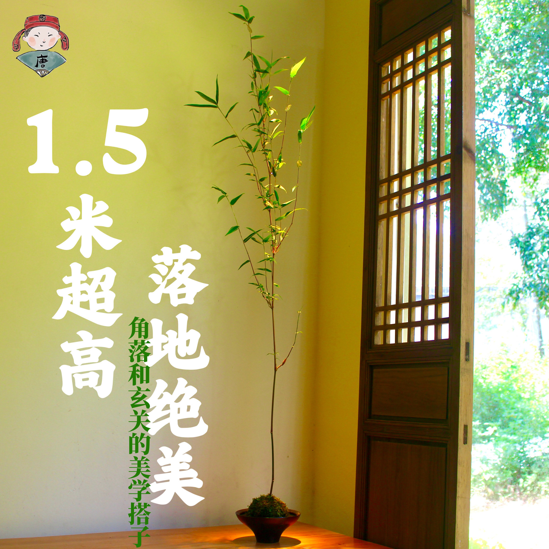 佛肚竹苔藓球大老桩 苔玉球水培 盆栽盆景客厅落地绿植好养竹子,淘宝优惠券,粉丝福利购,淘宝优惠卷