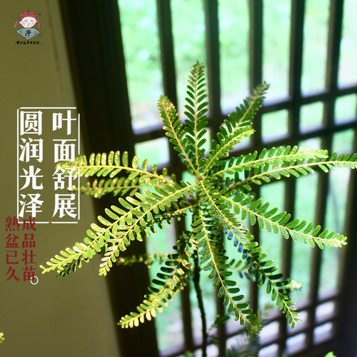 海岛叶下珠苔藓球苔玉球老桩禅意水培土培中式盆景盆栽高端有意境 - 图1