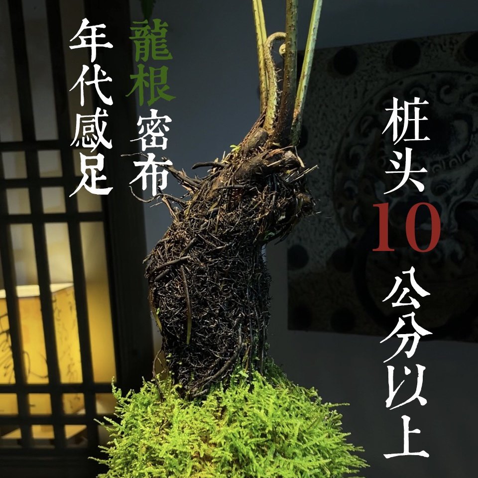 浮檀蕨苔玉球苔藓球蕨类植物绿植一叶蕨大型盆栽盆景造景,淘宝优惠券,粉丝福利购,淘宝优惠卷