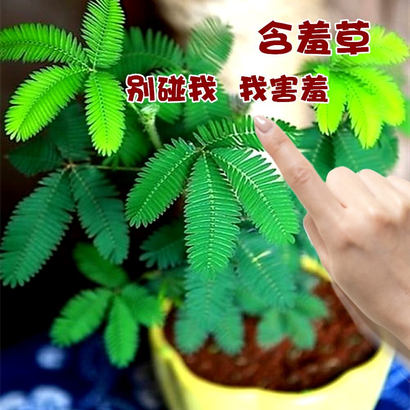 含羞草种子种籽小盆栽孑植物室内害羞草怕羞草阳台四季趣味绿植-图1