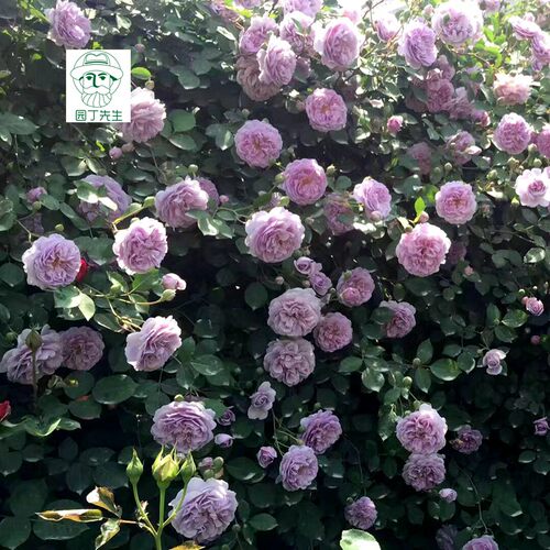 蓝色阴雨浓香藤本月季花苗阳台爬藤玫瑰蔷薇攀援植物盆栽蓝紫色花 - 图3