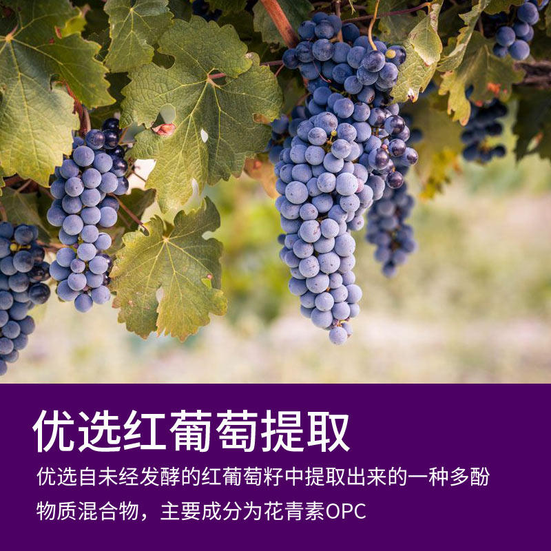 康纽莱抗氧化葡萄籽天然维e软胶囊 康纽莱保健品葡萄籽提取物