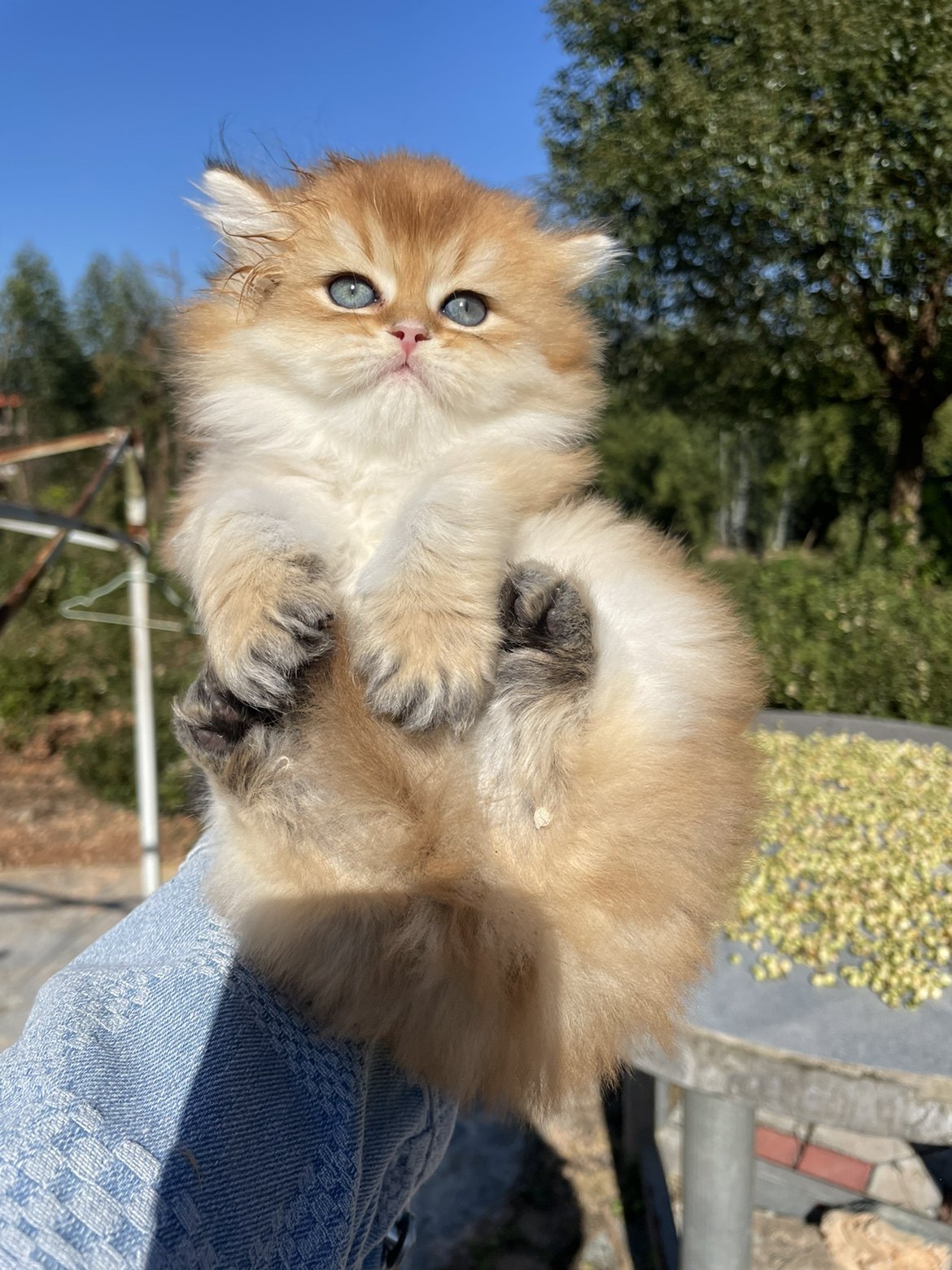 双血金渐层长毛Ny12色宠物猫高地弟弟妹妹,淘宝优惠券,粉丝福利购,淘宝优惠卷