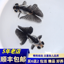 Butterfly-tailed goldfish live fish boutique black and white panda butterfly three-color red envelope gold twelve red ornamental to raise fresh water to make a fortune