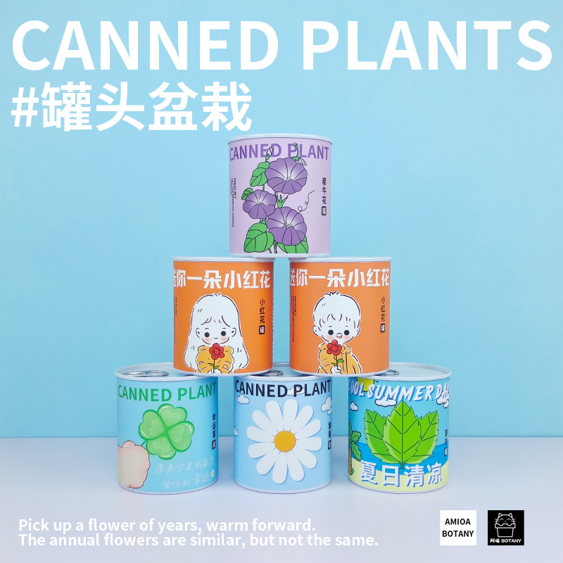 含羞草满天星向日葵种子罐头办公室情绪稳定创意儿童种植小花盆栽 - 图0