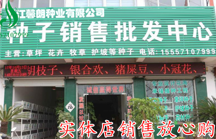 草坪种子美国四季青草坪狗牙根草籽球场庭院护坡种子不修剪耐践踏 草坪种子美国四季青草坪狗牙根草籽球场庭院护坡种子不修剪耐践踏