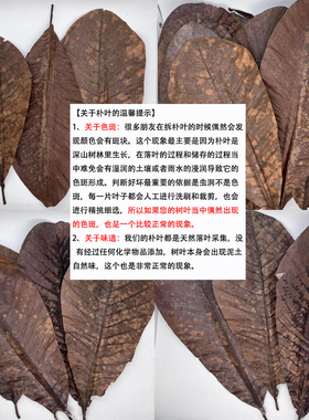 干朴叶蒲叶干燥寿司造型