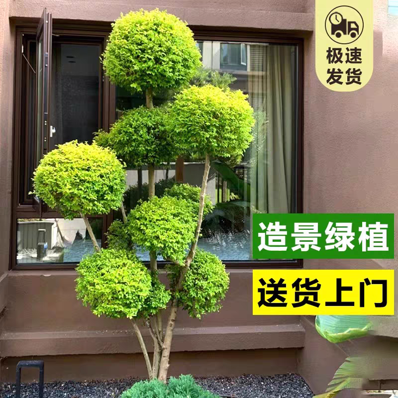 亮晶女贞造型树庭院花镜植物大型盆景别墅景观树地景树多头棒棒糖,淘宝优惠券,粉丝福利购,淘宝优惠卷