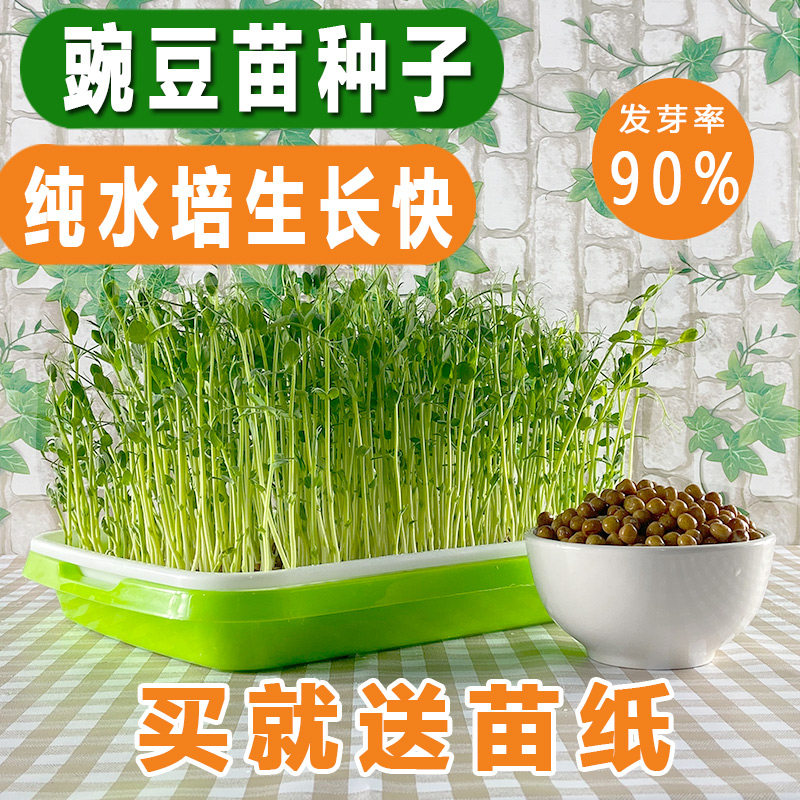 育苗种子 新人首单立减十元 21年7月 淘宝海外