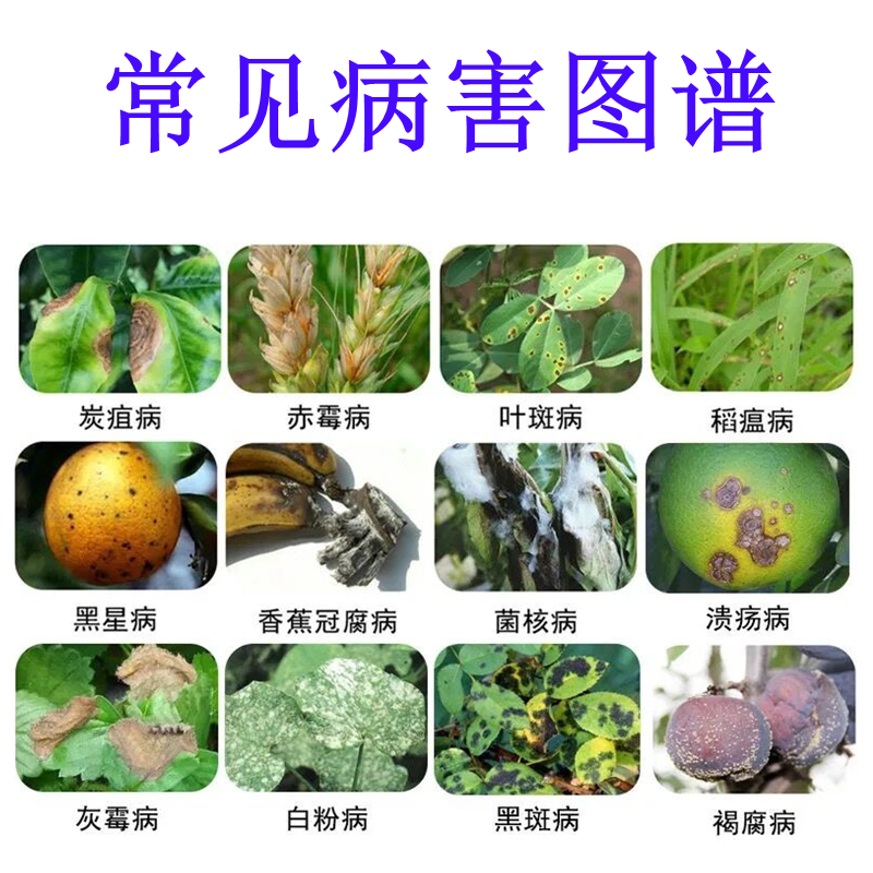 80%烯酰吗啉霜霉病专用药疫病黄瓜草莓重楼早晚疫黑胫农药杀菌剂 - 图3