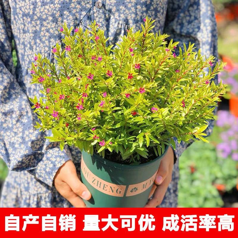 满天星盆栽四季开花室内阳台客厅带盆栽发货好养易活观花常绿植物