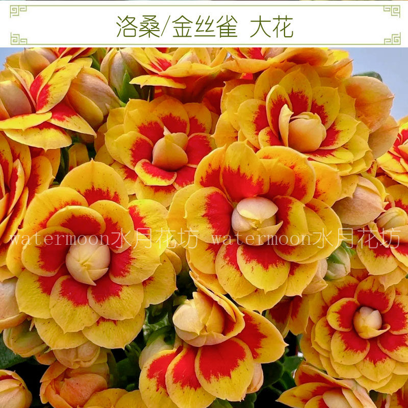 伊人大花长寿花重瓣新品带花苞鲜花盆栽四季开植物室内外花卉好养