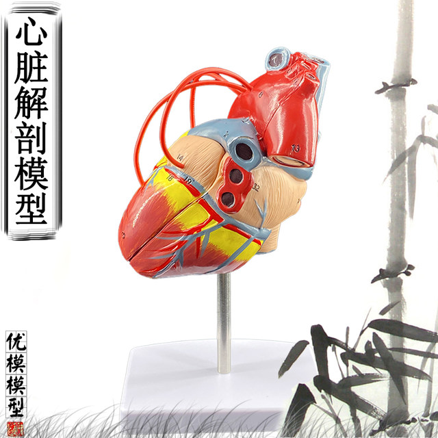 Standard anatomical removable simulated natural big heart model