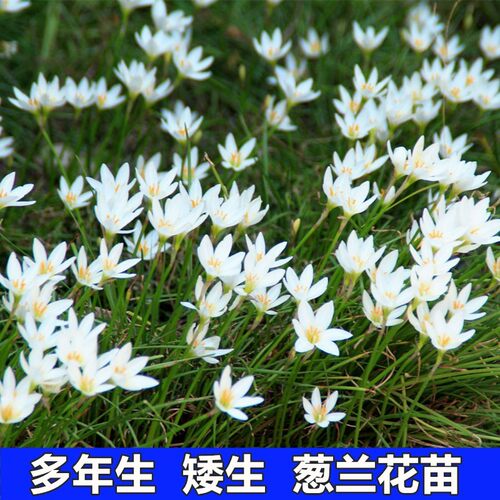 多年生花草葱莲地被植物葱兰盆栽花矮生花苗四季易种易活常绿花卉 - 图0