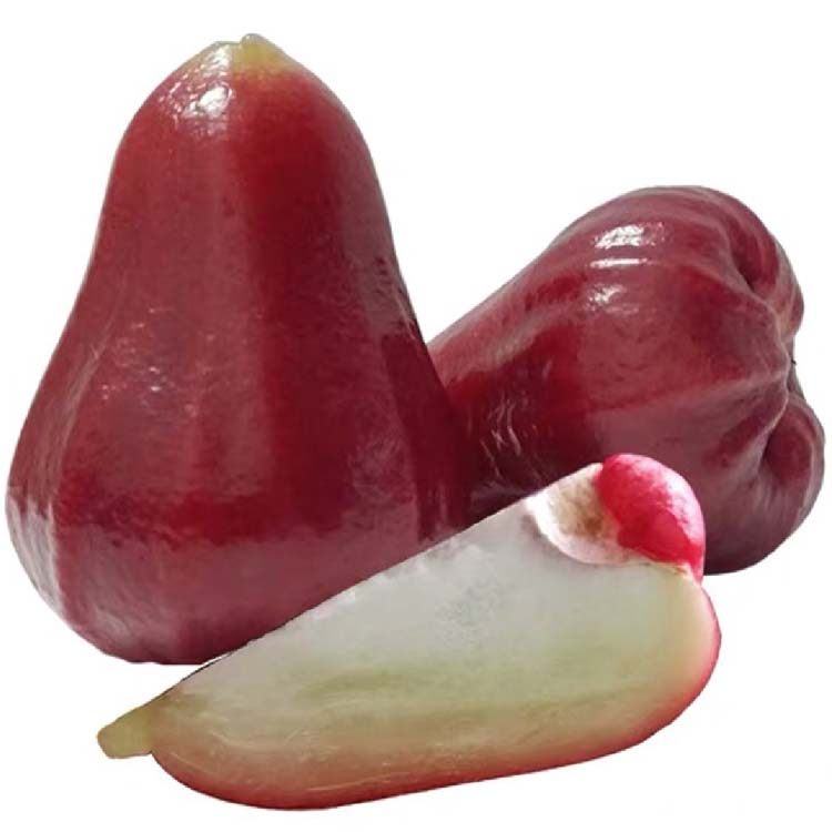 台湾黑金刚莲雾树苗嫁接大叶红黑糖芭比莲雾苗南方盆栽地栽当年结_虎窝淘