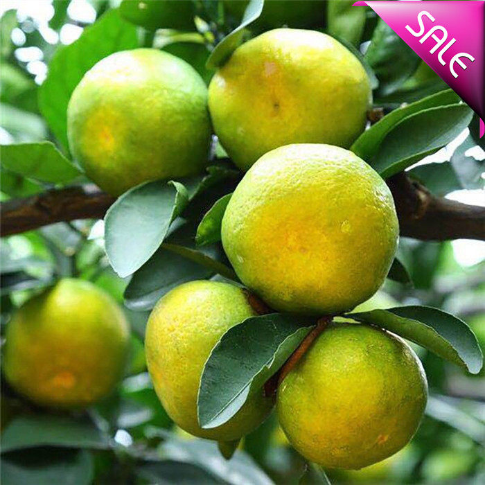 正宗洞口雪峰蜜桔5斤 新鲜水果橘子现摘皮薄柑橘10斤味美甘甜包邮,淘宝优惠券,粉丝福利购,淘宝优惠卷