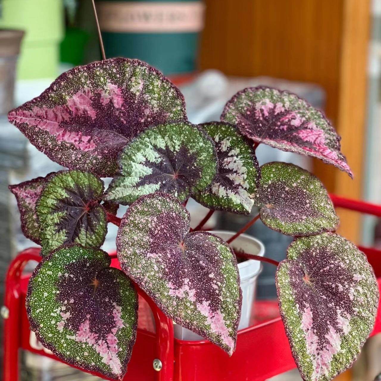 蟆叶秋海棠盆栽室内绿植彩叶芋观叶海芋热植垂丝海棠观叶植物花卉,淘宝优惠券,粉丝福利购,淘宝优惠卷