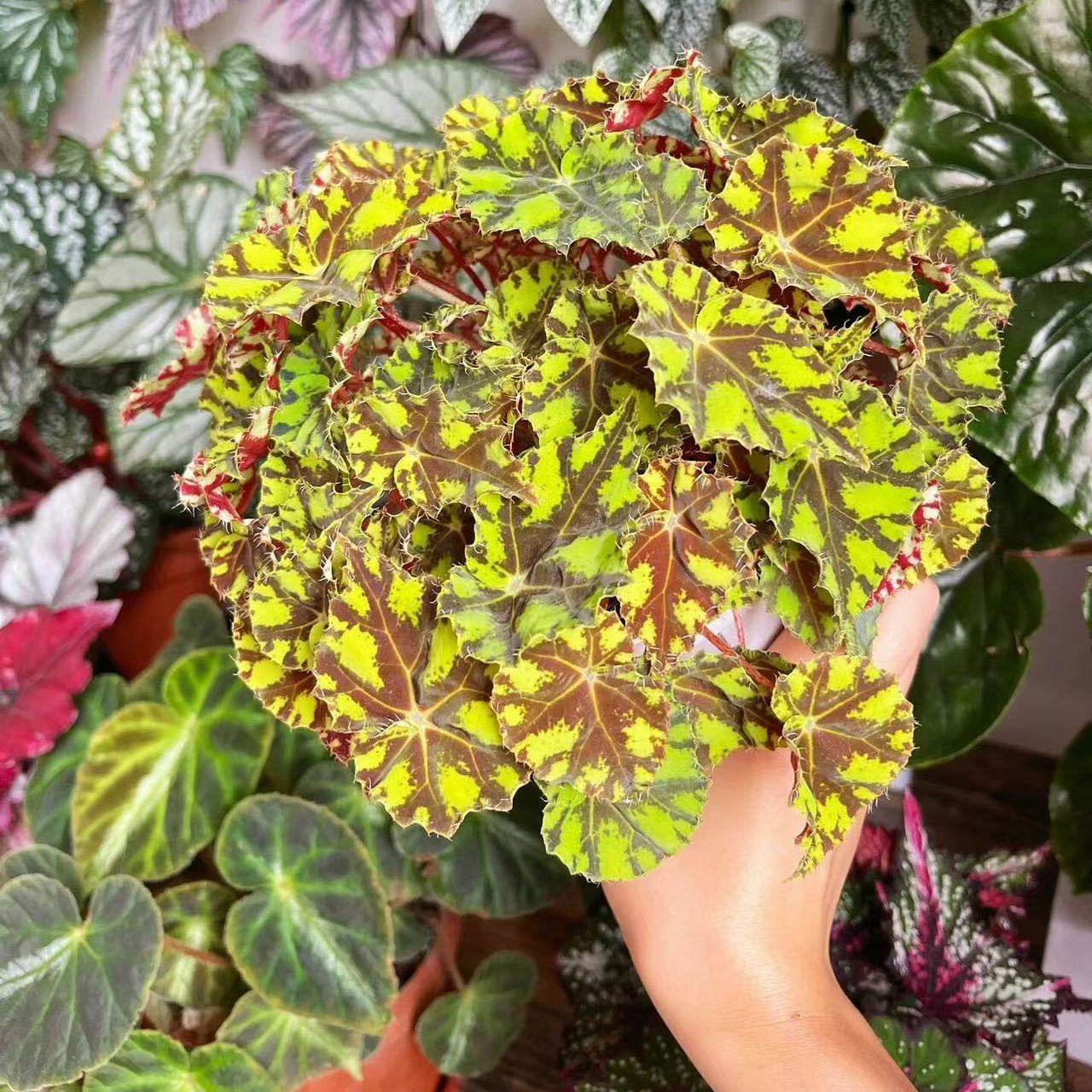 蟆叶秋海棠盆栽室内绿植彩叶芋观叶海芋热植垂丝海棠观叶植物花卉,淘宝优惠券,粉丝福利购,淘宝优惠卷