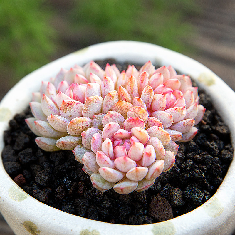 点降唇带糖芯多肉植物稀有品种多肉小盆栽超萌肉肉贵货植物花陌派 花陌派 淘优券